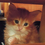 Kotka Maine Coon