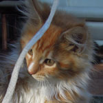 Kotka Maine Coon