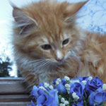 Kotka Maine Coon