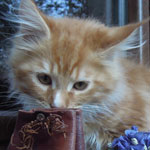 Kotka Maine Coon