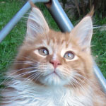 Kotka Maine Coon
