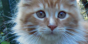 Kotka Maine Coon