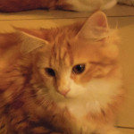 Kotka Maine Coon