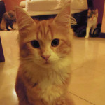Kotka Maine Coon
