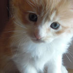 Kotka Maine Coon