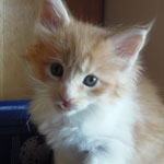 Kotka Maine Coon