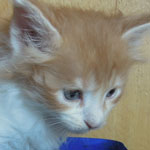 Kotka Maine Coon