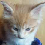 Kotka Maine Coon