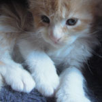 Kotka Maine Coon