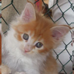 Kotka Maine Coon