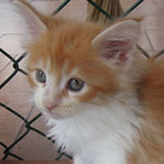 Kotka Maine Coon