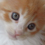 Kotka Maine Coon