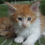 Kotka Maine Coon