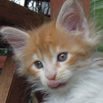 Kotka Maine Coon