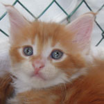 Kotka Maine Coon