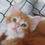 Kotka Maine Coon