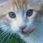 Kotka Maine Coon