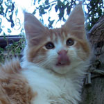 Kotka Maine Coon