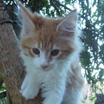 Kotka Maine Coon