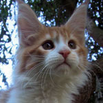 Kotka Maine Coon