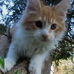 Kotka Maine Coon