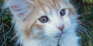Kotka Maine Coon