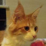 Kotka Maine Coon