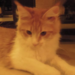 Kotka Maine Coon