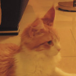 Kotka Maine Coon