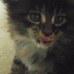Kotka Maine Coon