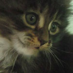 Kotka Maine Coon