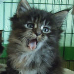 Kotka Maine Coon