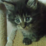 Kotka Maine Coon