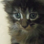 Kotka Maine Coon
