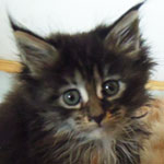 Kotka Maine Coon