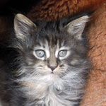 Kotka Maine Coon