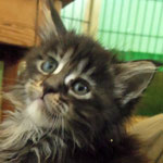 Kotka Maine Coon