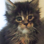Kotka Maine Coon