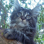 Kotka Maine Coon