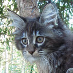 Kotka Maine Coon
