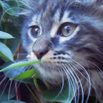 Kotka Maine Coon