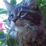 Kotka Maine Coon