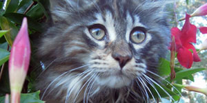 Kotka Maine Coon