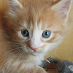 Kocurek Maine Coon