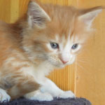 Kocurek Maine Coon