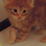 Kocurek Maine Coon