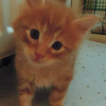 Kocurek Maine Coon