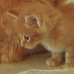 Kocurek Maine Coon