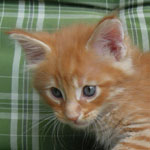 Kocurek Maine Coon