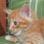 Kocurek Maine Coon